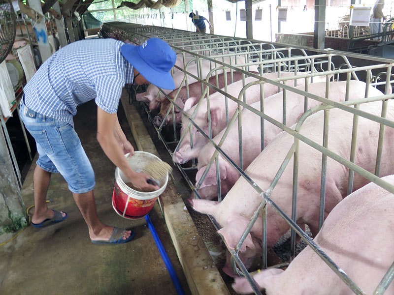 Đảm bảo đúng quy trình vệ sinh môi trường, trước khi tái đàn gia súc