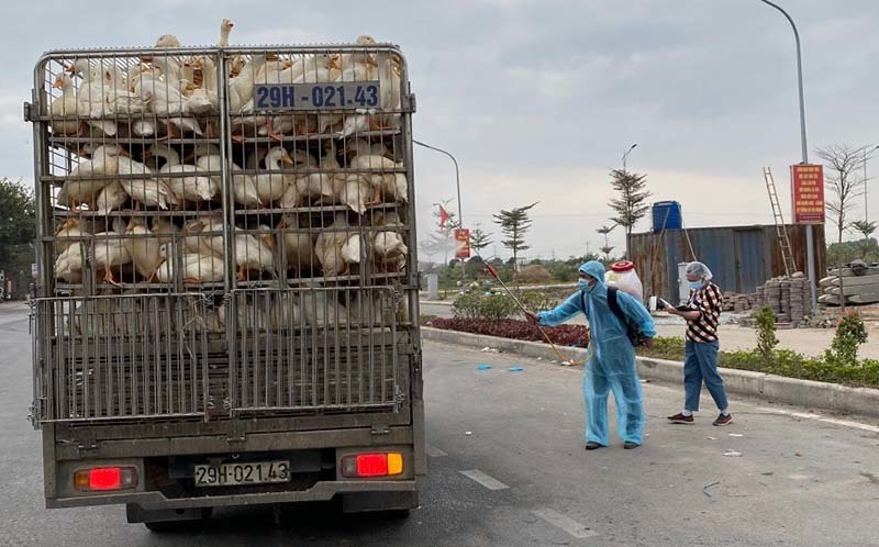 Food surplus in southern provinces, shortage in HCM City