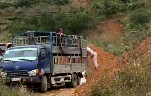 Huyện Tam Đường: Thường xuyên theo dõi, kiểm tra nguy cơ dịch bệnh lở mồm long móng