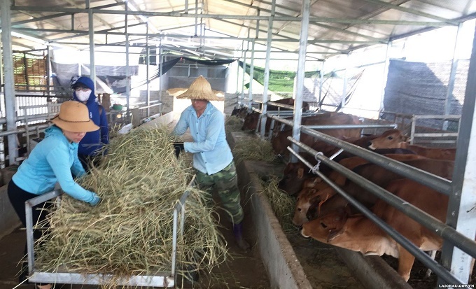 Than Uyên phát triển chăn nuôi tập trung đại gia súc theo hướng an toàn dịch bệnh