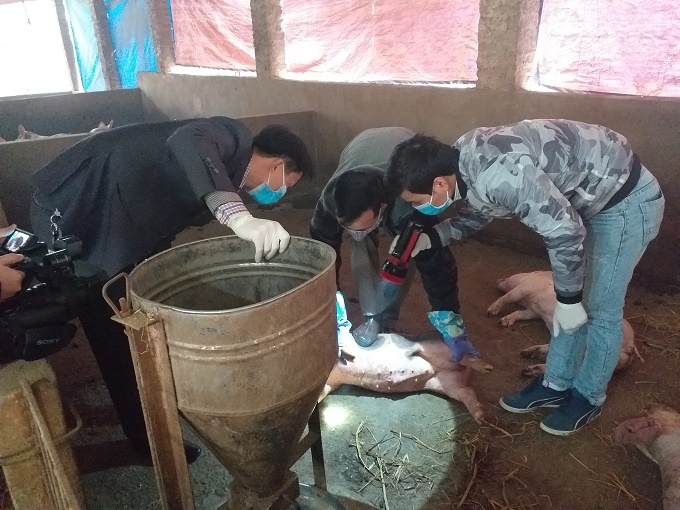 Gia súc quanh ổ dịch lở mồm long móng ở Sông Công được tiêm vắc-xin bao vây