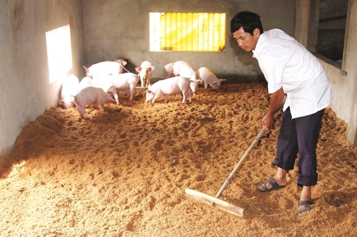 Nuôi lợn trên nền đệm lót sinh học: Vừa ngừa dịch bệnh, vừa tiết kiệm chi phí