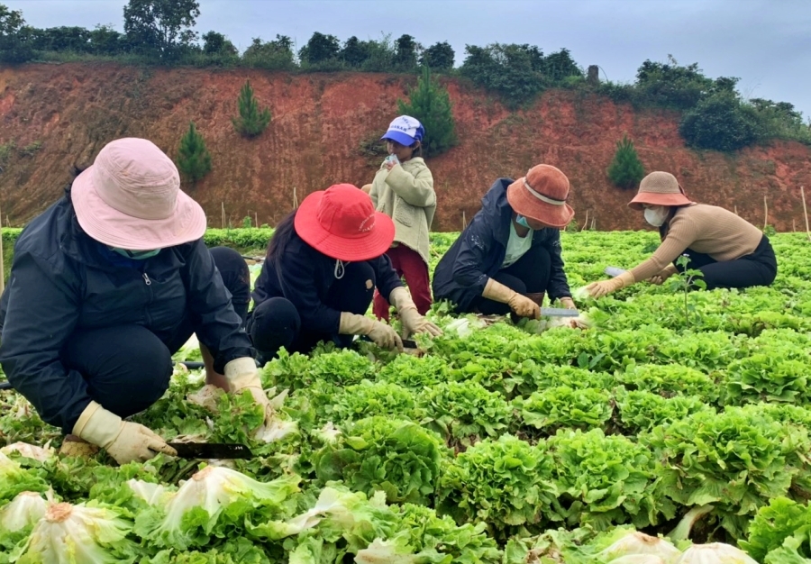 'Bữa tiệc sinh nhật' trên cánh đồng rau ở Lâm Đồng