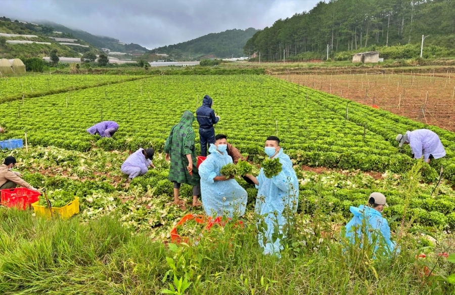 'Bữa tiệc sinh nhật' trên cánh đồng rau ở Lâm Đồng