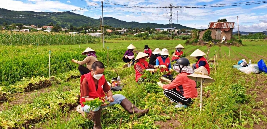 'Bữa tiệc sinh nhật' trên cánh đồng rau ở Lâm Đồng