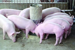 Đắk Lắk khẩn trương triển khai các giải pháp bảo vệ gia súc trước nguy cơ dịch bệnh