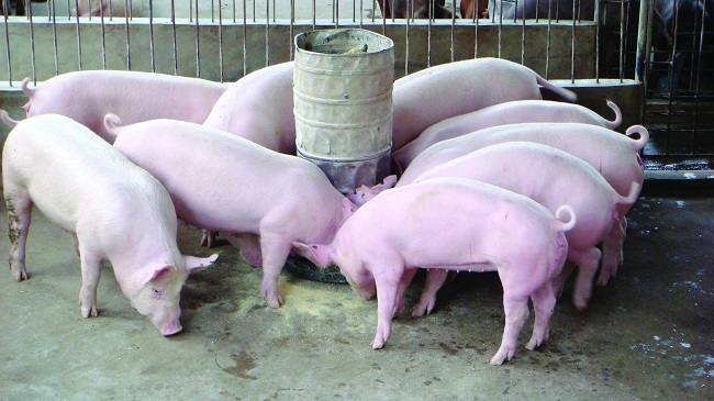 Đắk Lắk khẩn trương triển khai các giải pháp bảo vệ gia súc trước nguy cơ dịch bệnh
