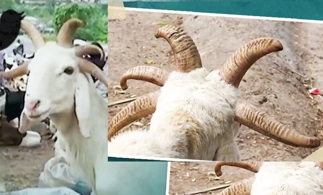 Kỳ lạ chú cừu xinh đẹp có 5 sừng (+video) Cuu-5-sung