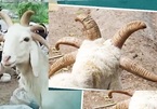 Kỳ lạ chú cừu xinh đẹp có 5 sừng