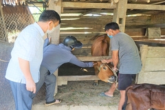 Trà Cú triển khai tiêm vắc-xin, vệ sinh chuồng trại đề phòng dịch bệnh trên đàn gia súc