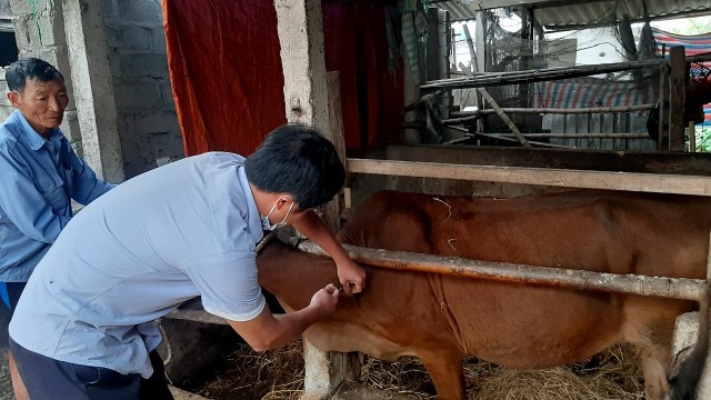 Hà Tĩnh: Tăng cường tuyên truyền để người dân nắm rõ tình hình diễn biến dịch bệnh trên đàn gia súc