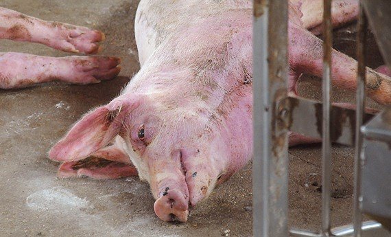 Ninh Thuận: Triển khai tiêm phòng, tạo vành đai an toàn chống dịch LMLM cho đàn gia súc