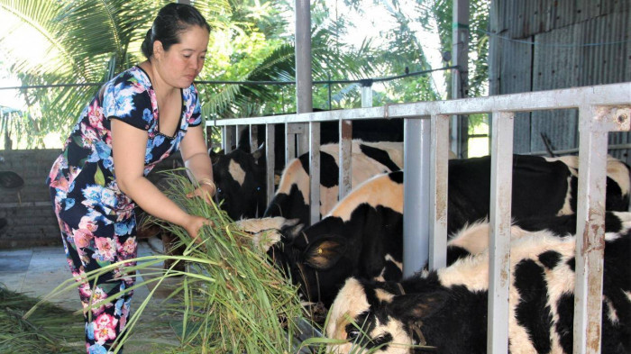 Cho không xuể, người nuôi bò sữa ở Sóc Trăng đổ bỏ nửa triệu đồng mỗi ngày