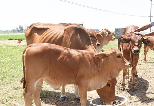 Nam Định tăng cường kiểm soát dịch lở mồm long móng, bảo đảm phát triển chăn nuôi an toàn
