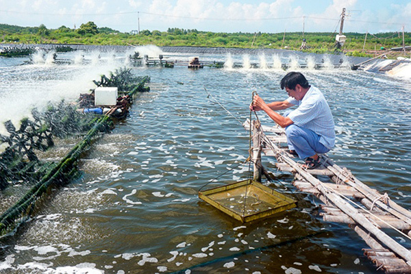 ‘Thủ phủ tôm’ Sóc Trăng vào mùa bội thu