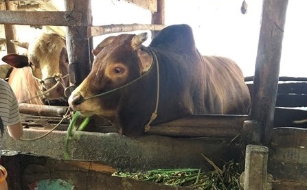 Quản Bạ: Hộ chăn nuôi gia súc tăng cường vệ sinh chuồng trại, chống dịch bệnh xâm nhiễm