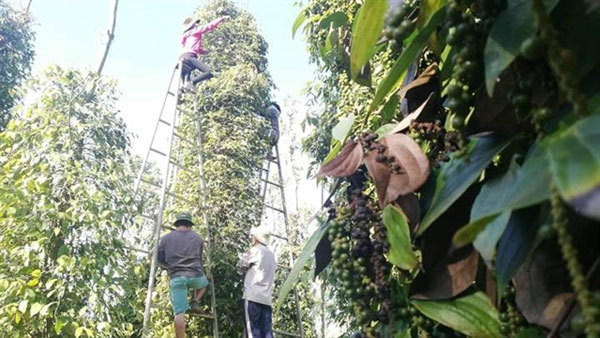 Vietnam at risk of losing pepper export markets due to high freight costs