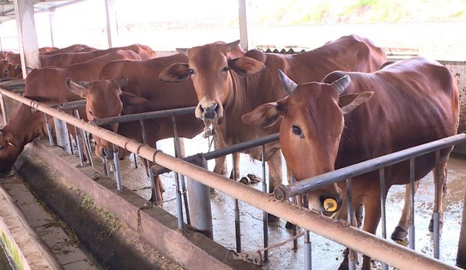 Nâng cao sức đề kháng, phòng bệnh lở mồm long móng cho đàn gia súc