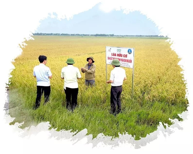 Precious 'super-organic' rice produced from formerly 'dead' fields