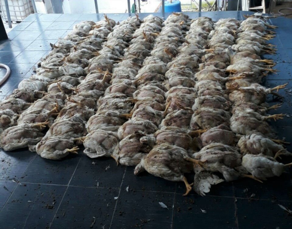 Con Gà Chết Đánh Số Mấy? Giải Mã Giấc Mơ Thấy Gà Chết