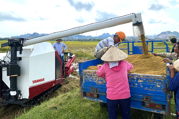 Máy gặt lúa Yanmar YH850 - công nghệ mới năng suất, tiết kiệm, hiệu quả