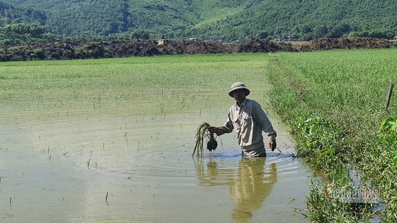 Thi công cao tốc gây ngập 13ha lúa, nhà thầu nhận bồi thường cho dân