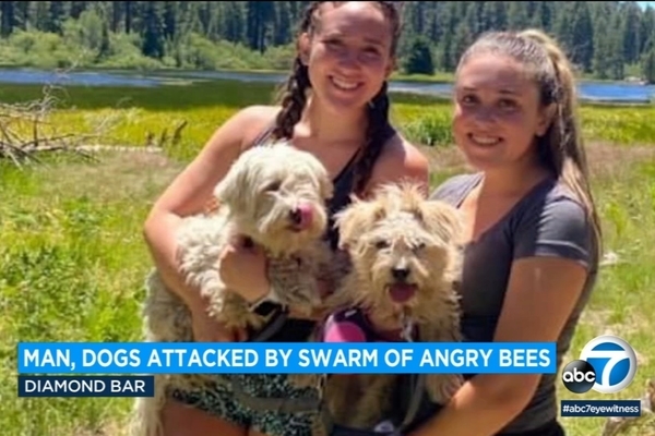 Cựu cảnh sát Mỹ khóc ròng nhìn đàn chó bị hàng nghìn con ong 'vây đánh'