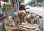 Đội quân chó nhặt giấy vụn ở Hàn