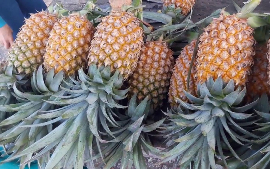 Hậu Giang hỗ trợ doanh nghiệp quảng bá sản phẩm OCOP trên sàn thương mại điện tử