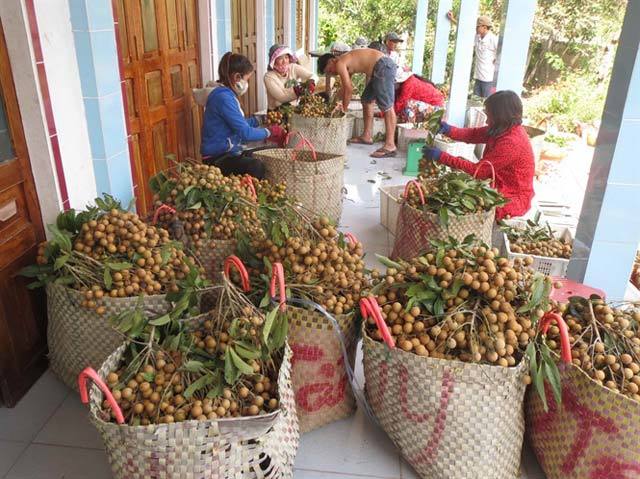 Synergy to consume agricultural products for 19 southern provinces in the condition of isolation