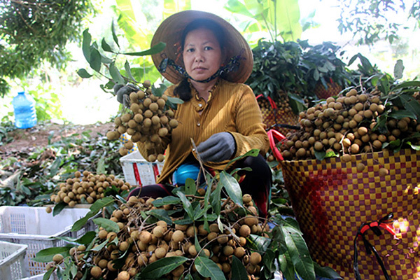 80.000 tấn nhãn miền Tây vào vụ, chiến dịch trong tình thế đặc biệt