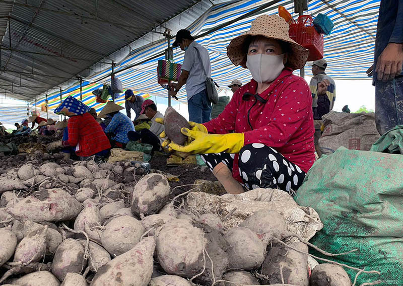 Southern provinces assisted to sell farm produce amid social distancing