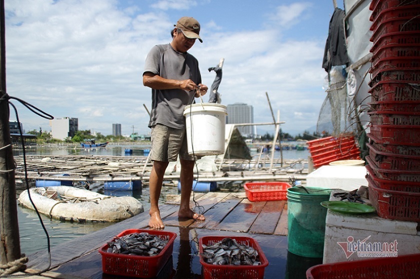 Làng cá bè tiền tỷ ở Đà Nẵng trước thời điểm di dời