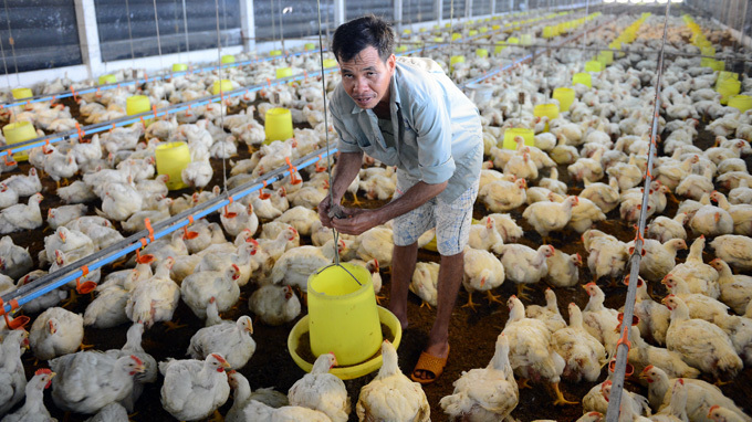 Ở trại gà rẻ như rau muống, ngoài chợ trứng đắt gần gấp đôi