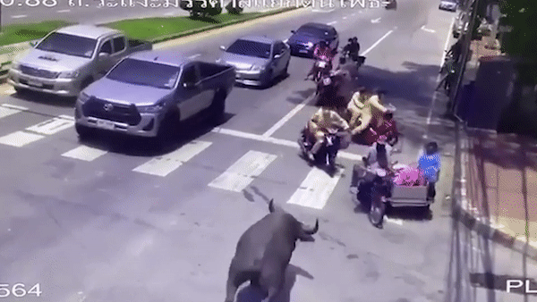 Trâu 'điên' làm loạn húc tung xe máy trên giao lộ