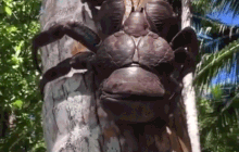 Loài 'quái vật' trên cây dừa khiến nhiều người sợ hãi nhưng lại là đặc sản