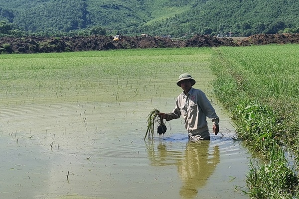 Hỗ trợ diện tích lúa bị ngập ở Thanh Hóa do thi công cao tốc