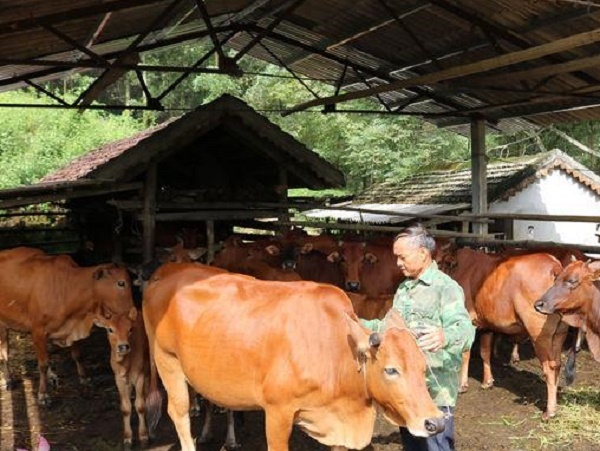 Thừa Thiên Huế: Hoàn thành tiêm phòng vắc-xin lở mồm long móng cho gia súc trước ngày 15/7
