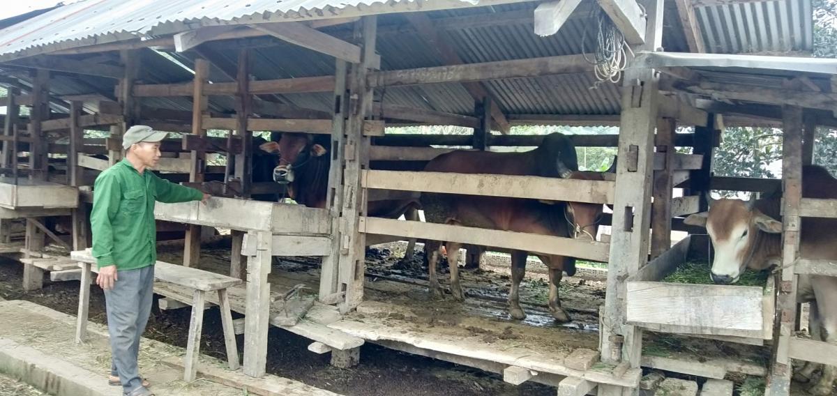 Nam Định chủ động lấy mẫu bệnh phẩm trên đàn lợn để xét nghiệm phát hiện sớm dịch bệnh
