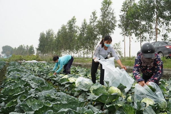 Sàn nông sản Tây Ninh ‘gỡ khó’ cho nông dân giữa tâm dịch