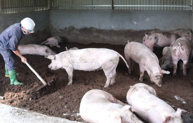 Tuyên Quang: Chăn nuôi hữu cơ phát huy hiệu quả phòng ngừa dịch lở mồm long móng