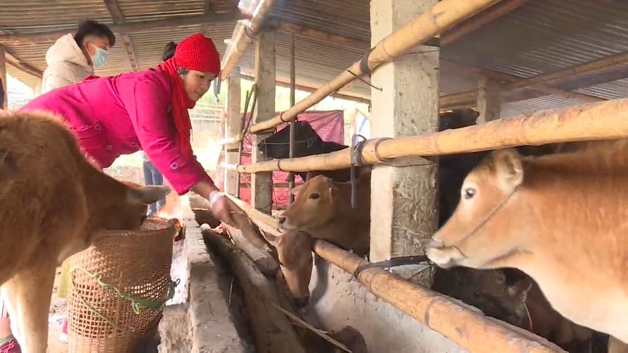 Thái Nguyên: Tăng cường mạng lưới thú y cơ sở, góp phần kiểm soát dịch bệnh cho đàn gia súc