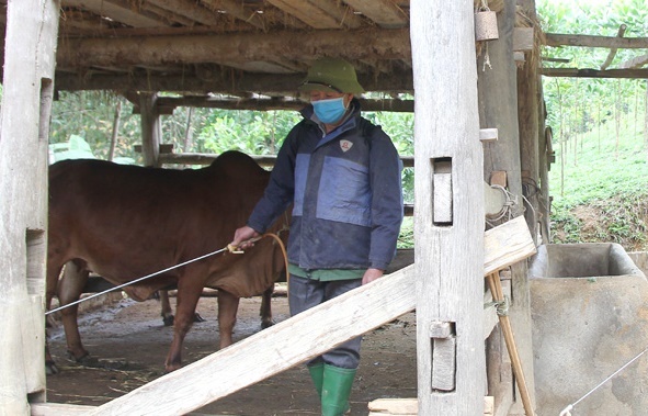 TP Nha Trang tổng vệ sinh môi trường chăn nuôi, phòng ngừa dịch bệnh tấn công đàn gia súc