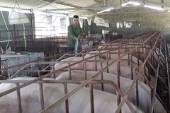Huyện Khánh Vĩnh triển khai tiêm vắc xin đợt 1 cho đàn gia súc