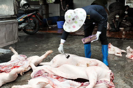 Quảng Ninh: Xây dựng các cơ sở giết mổ gia súc, tập trung để kiểm soát dịch bệnh cho đàn gia súc