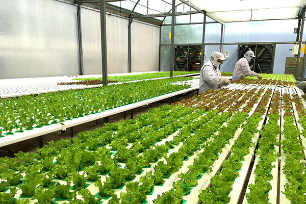 Chuyển đổi số trong nông nghiệp là yêu cầu cấp thiết
