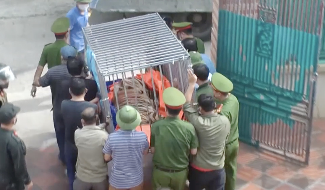 17 tigers illegally caged in Nghe An