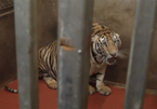 8 con hổ đã chết sau vụ bắt giữ 17 cá thể hổ nuôi nhốt trái phép ở Nghệ An