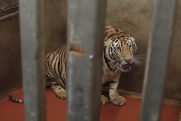 8 of 17 tigers die after being rescued from cages in Nghe An