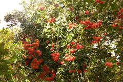 Hậu Giang kêu gọi ‘giải cứu’ hàng trăm tấn trái cây
